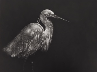 Aigrette blanche - Manière noire - x/10