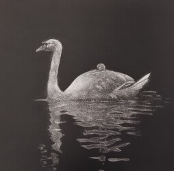 Cygnes - Manière Noire - X/10